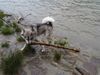 Siberian Husky Foto: Nur die großen Stöcke werden gerettet! (ID 8949) Siberian Husky Hund