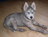 Siberian Husky Foto: nicht schon wieder baden, lass mich schmutzig (ID 39104) Siberian Husky Hund
