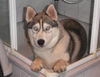 Siberian Husky Foto (ID 40447) Siberian Husky Hund