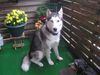 Siberian Husky Foto: meine Husky Hündin 8 Monate jung (ID 26196) Siberian Husky Hund