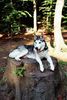 Siberian Husky Foto: Jeany liebt den Wald (ID 34814) Siberian Husky Hund