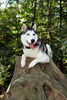 Siberian Husky Foto: Jeany in Ihren Wald (ID 34815) Siberian Husky Hund