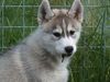 Siberian Husky Foto: Hakeem Kae Kazim Colours of the Night 11 Wochen (ID 22820) Siberian Husky Hund