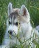 Siberian Husky Foto: Siberian Husky Hakeem Kae Kazim Colours of the Night (ID 22779) Siberian Husky Hund