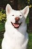 Siberian Husky Foto: ich lach mich schlapp (ID 10919) Siberian Husky Hund