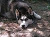 Siberian Husky Foto: Gally \ so und jetzt eine schöne Siesta halten (ID 30169) Siberian Husky Hund