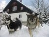 Siberian Husky Foto: Shanna und ihr Freund Balu (ID 9884) Siberian Husky Hund
