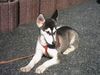 Siberian Husky Foto: unsere Mia - 14 Wochen (ID 20126) Siberian Husky Hund