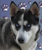 Siberian Husky Foto: Bestimmt die schönnste Husky Hündin! (ID 26825) Siberian Husky Hund