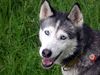 Siberian Husky Foto: Unsere Husky-Diva (ID 19741) Siberian Husky Hund