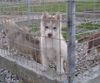 Siberian Husky Foto: Mein Zukünftiger Husky (ID 15018) Siberian Husky Hund