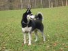 Siberian Husky Hund