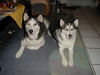 Siberian Husky Foto: Lady und Randy (ID 35443) Siberian Husky Hund