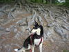 Siberian Husky Foto: Cheyenne die Diva (ID 28821) Siberian Husky Hund