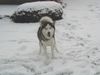 Siberian Husky Hund