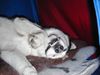 Siberian Husky Hund