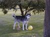 Siberian Husky Hund