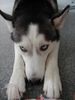 Siberian Husky Hund