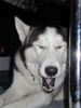 Siberian Husky Hund