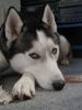 Siberian Husky Hund