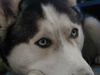 Siberian Husky Hund