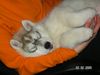 Siberian Husky Foto: Naiko die 1te (ID 20346) Siberian Husky Hund