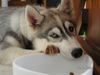 Siberian Husky Foto: Suki die 2te (ID 20345) Siberian Husky Hund