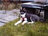 Siberian Husky Foto: meine süße mit 3 mon (ID 29431) Siberian Husky Hund
