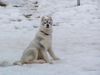 Siberian Husky Foto: Naiko die 2te (ID 20347) Siberian Husky Hund