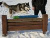 Siberian Husky Foto: SONORA de Ciukci (ID 22555) Siberian Husky Hund