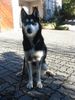 Siberian Husky Foto: Shanna bewacht das Haus (ID 8204) Siberian Husky Hund