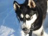 Siberian Husky Foto: Auch ein Husky kann Zähne zeigen (ID 7026) Siberian Husky Hund