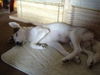 Siberian Husky Foto: Shiva ist sooooo müde (ID 28547) Siberian Husky Hund