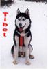 Siberian Husky Foto: In Memoriam an meinen treuen Freund Tibet ! (ID 18763) Siberian Husky Hund