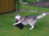 Siberian Husky Foto: und fangen.. (ID 34820) Siberian Husky Hund