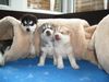 Siberian Husky Foto: Sheila, Kazim und Akimo 18 Tage (ID 22821) Siberian Husky Hund