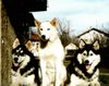Siberian Husky Foto: Figaro-Kalina-Wolf (ID 16666) Siberian Husky Hund