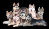 Siberian Husky Hund