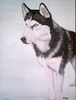 Siberian Husky Hund