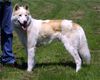 Siberian Husky Foto: Asgard, unser bunter Hund (ID 4498) Siberian Husky Hund