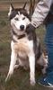 Siberian Husky Foto: Astor, wartet derzeit im Tierheim auf ein neues Zuhause (ID 9358) Siberian Husky Hund