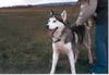 Siberian Husky Foto: Astor, wartet derzeit im Tierheim auf ein neues Zuhause (ID 9402) Siberian Husky Hund