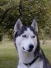 Siberian Husky Hund