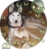 Siberian Husky Foto: Hase erlegt..fg (ID 34818) Siberian Husky Hund
