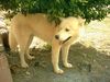 Siberian Husky Foto: unser wollehund charly (ID 8091) Siberian Husky Hund
