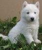 Siberian Husky Foto: ice, ice baby to go (ID 33120) Siberian Husky Hund