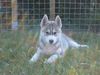 Siberian Husky Foto: Hakeem Kae Kazim 3 Monate (ID 23424) Siberian Husky Hund