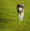 Siberian Husky Foto: Husky Pirat im Galopp (ID 24680) Siberian Husky Hund
