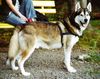 Siberian Husky Foto: Husky Pirat beim Beobachten seiner Umgebung (ID 24679) Siberian Husky Hund