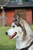 Siberian Husky Foto: Jeany in Ihren Wald (ID 34816) Siberian Husky Hund